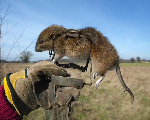 Ręka w rękawicy trzyma pułapkę z uwięzionym dzikim szczurem na tle nieba i pola.