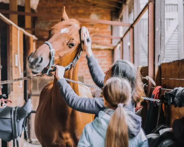 Deux personnes s'occupent du pansage d'un cheval dans une écurie. Le cheval est brun et porte un licol.