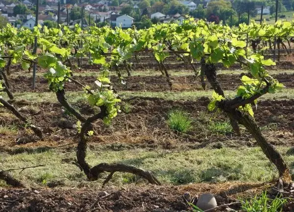 Kiedy się sadzi winogron, aby uniknąć przemarznięcia sadzonek?