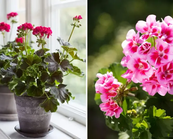 Två pelargoner, en med mörka blad och rosa blommor på en fönsterbräda, och en annan med ljusrosa blommor utomhus. Gula blad på pelargon kan vara ett tecken på att den behöver mer ljus.
