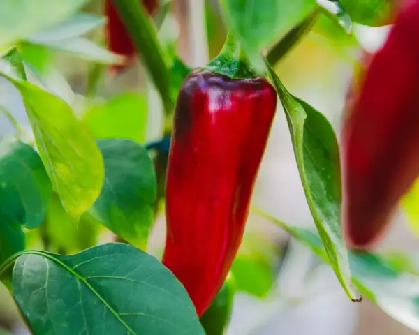 En röd chili hänger redo att skördas. En vacker påminnelse om att odla chili för hetta och smak.