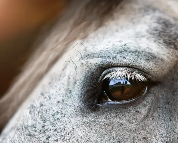 Gros plan sur l'oeil d'un cheval, reflétant un paysage. La peau grise mouchetée et les longs cils blancs accentuent la beauté de cet oeil de cheval.