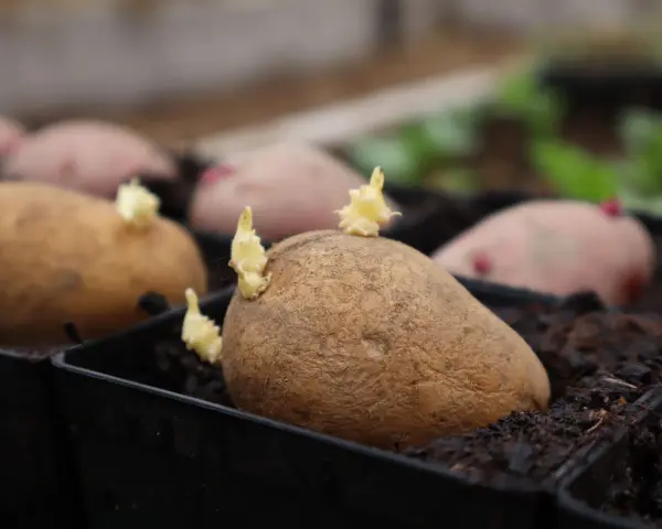 Potatis i pallkrage börjar gro. Små skott tittar fram ur de bruna potatisarna, redo att växa i jorden.
