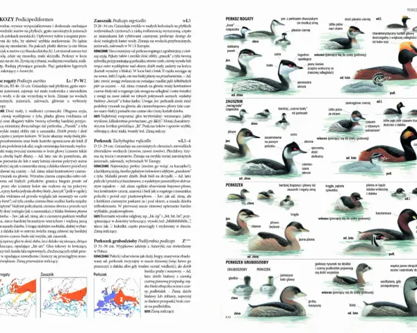 Ilustracje przedstawiające różne gatunki perkozów, w tym perkoza rogaty, zausznika i perkozka. W tle widać fragmenty map z zasięgami występowania, przypominające abstrakcyjne wzory, które mogłyby zdobić okładki płyt zespołów shoegaze bands.