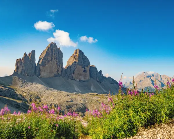 Tre Cime di Lavaredo maestose, fiori viola in primo piano. Un invito a scoprire gli **itinerari Dolomiti** più suggestivi.