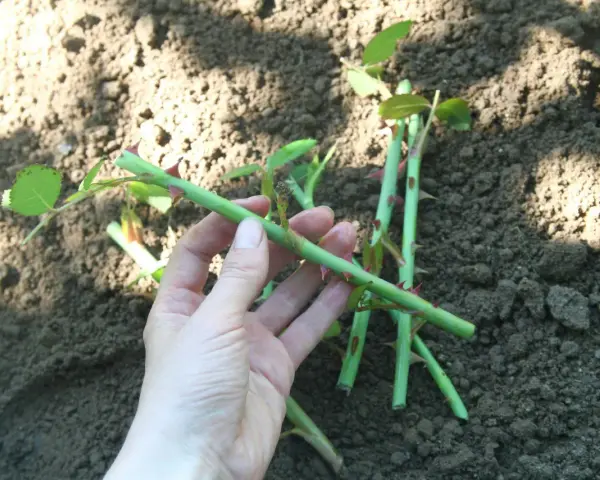 Hand håller en rosstickling redo att ta sticklingar. Jord i bakgrunden.