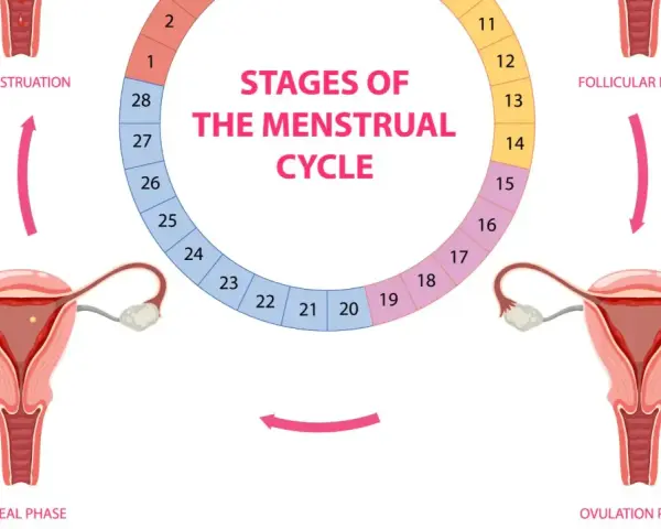 Cykl menstruacyjny: od miesiączki do owulacji, potem faza lutealna. Plamienie przed okresem może wystąpić w końcowej fazie cyklu.