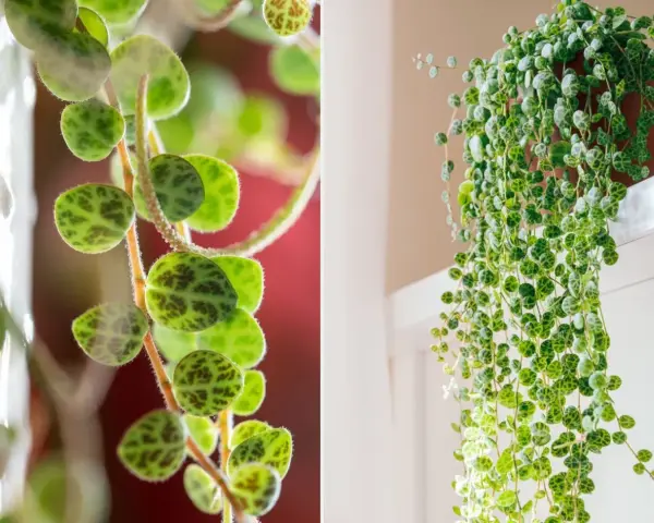 Peperomia prostrata, czyli sukulent o liściach przypominających małe żółwie, tworzy kaskady zieleni.