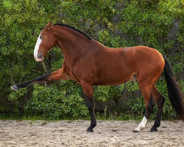 Magnifique cheval bai, la tête haute, une patte avant levée avec grâce.