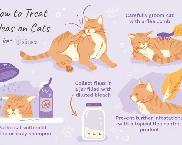 Guía ilustrada sobre cómo tratar chinches en gatos: baño, peinado, recolección y prevención.