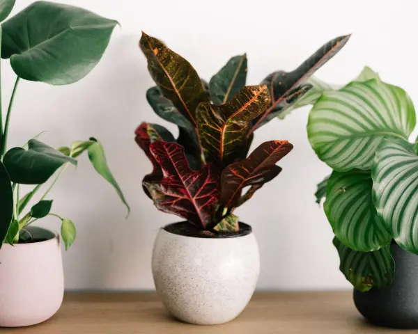 Tres plantas de interior en macetas: una Monstera con hojas verdes grandes, una planta de Croton con hojas rojas y naranjas, y una Calathea con hojas rayadas. Son plantas que purifican el aire.