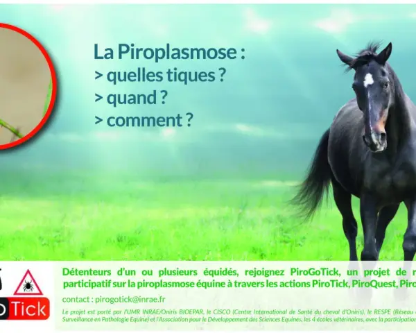 Une tique sur une herbe et un cheval noir. Le texte parle de la piroplasmose cheval et du projet PiroGoTick.