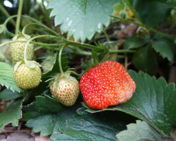 En mogen jordgubbe och flera gröna bär på en planta. Snart dags att plantera jordgubbsplantor för framtida skörd.