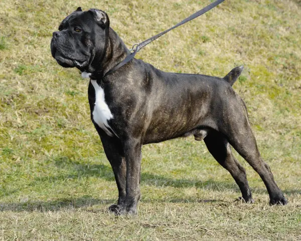Żywienie szczeniaka cane corso: Ile, jak często i czym karmić?