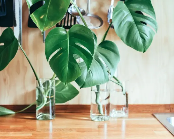 Monstera w szklanych wazonach na blacie. Liście z dziurami, gotowe do ukorzenienia. Tak łatwo rozmnożyć monsterę!