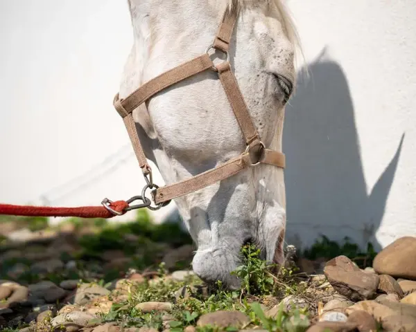 Un cheval blanc broute l'herbe, sa tête basse. La puissance morsure cheval est évidente dans sa détermination à se nourrir.