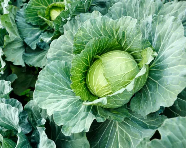 A plump, green cabbage head nestled amongst its large, textured leaves. This image hints at the perfect time when to harvest cabbage for peak freshness.