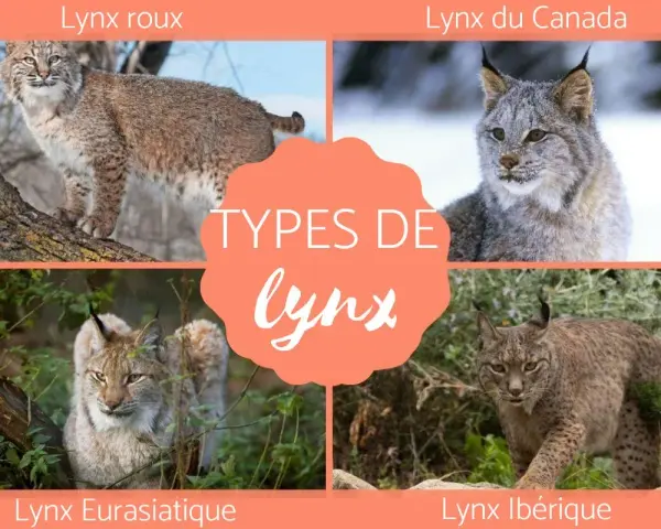 Quatre types de lynx : roux, du Canada, eurasiatique et ibérique, présentés dans un collage.