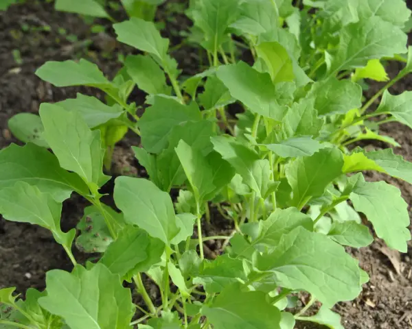 Frisch gewachsener Scheerkohl im Beet, bereit für leckere Scheerkohl Rezepte.