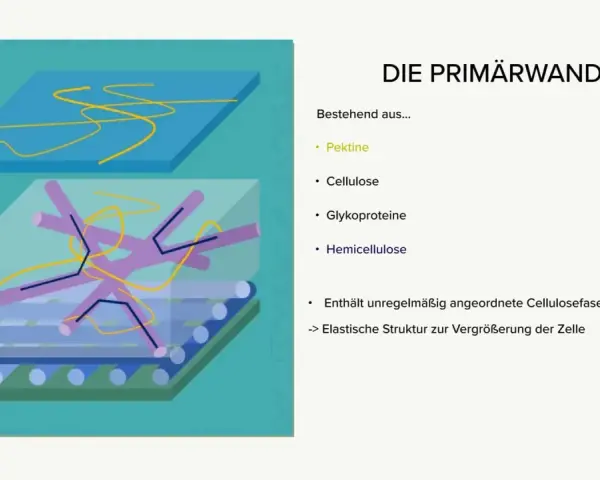 Schematische Darstellung der Primärwand mit Pektinen, Glykoproteinen, Hemicellulose und unregelmäßig angeordneten Cellulosefasern für elastische Zellvergrößerung.