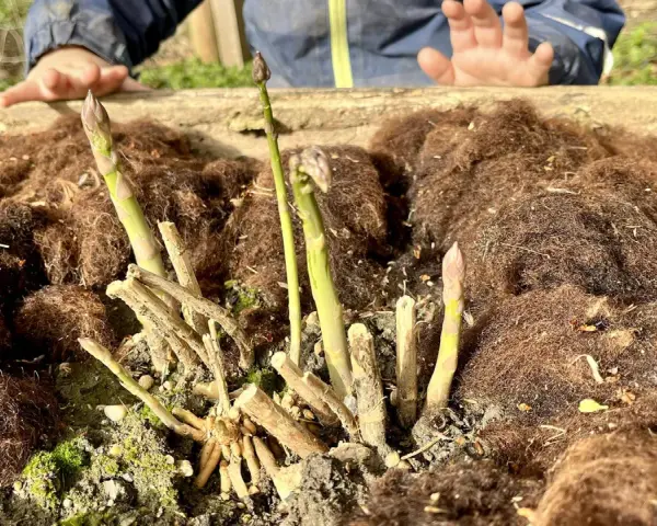 Kindliche Hände über frisch gepflanztem Spargel. Die ersten grünen Triebe recken sich aus der Erde, bedeckt mit braunem Mulch.