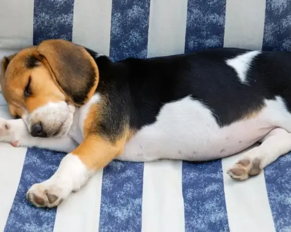 Czy beagle gubią sierść? Odkryj, jak radzić sobie z linieniem