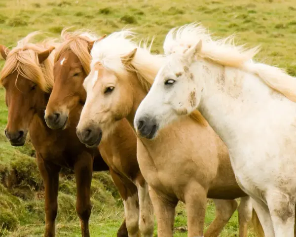 Quatre chevaux, dont un magnifique cheval Connemara blanc, se tiennent côte à côte dans un pré verdoyant.