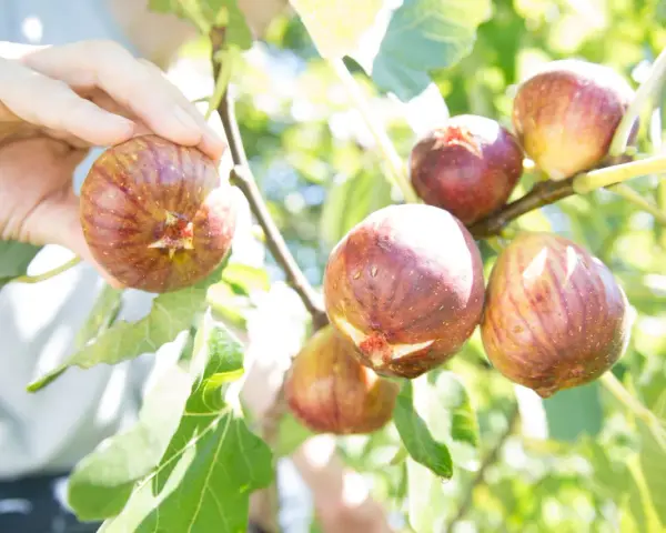 Main d'une personne cueillant des figues mûres sur un figuier. La taille figuier est parfaite pour une récolte gourmande.