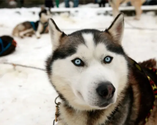 Husky z Bieszczad, gotowy na zimową przygodę. Jego niebieskie oczy błyszczą w śniegu, a futro chroni przed mrozem.