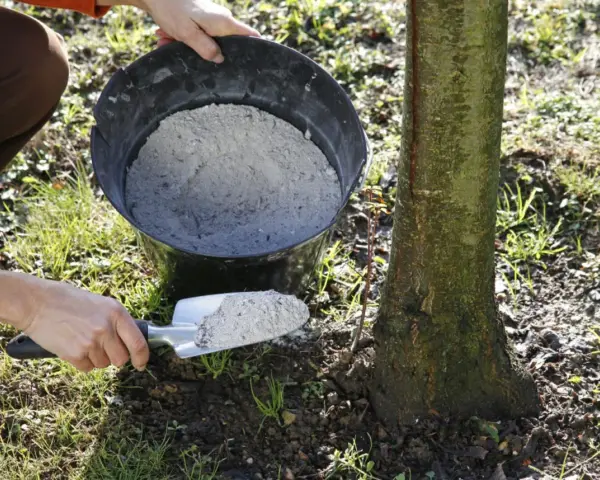 Utilisation de cendre de bois pour fertiliser le sol autour d'un jeune arbre. Une pelle est remplie de cendre provenant d'un seau.