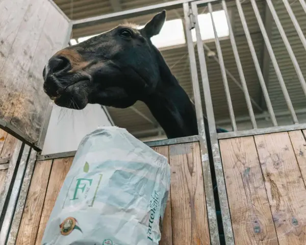 Cavallo nero curioso annusa un sacco di foraggio per cavalli in una stalla di legno.