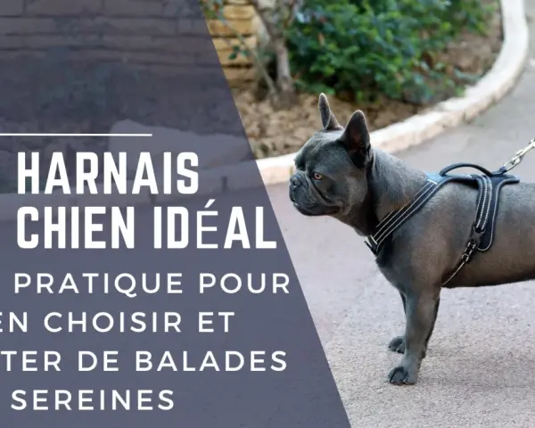 Un bouledogue français porte un harnais confortable pour chien, prêt pour une promenade sereine.