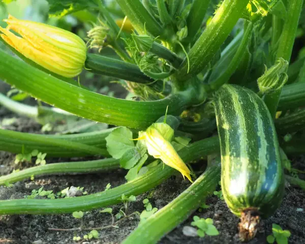 Zucchini pflanzen im Garten: Eine junge Zucchini wächst neben gelben Blüten und grünen Blättern.