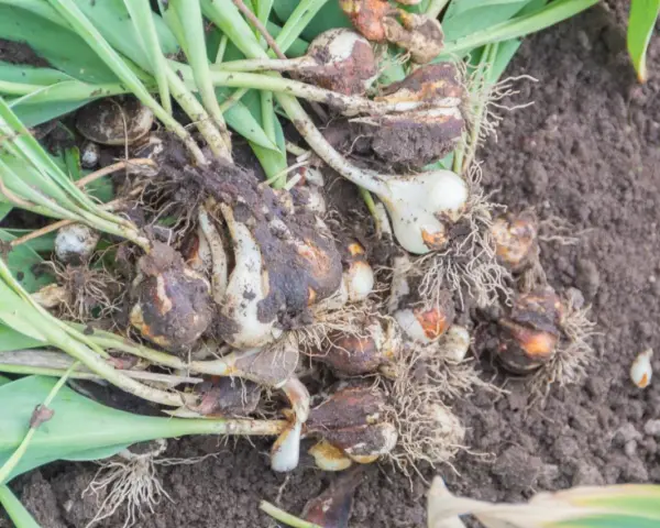 Kiedy wykopać tulipany? Cebulki tulipanów z korzeniami i liśćmi leżą na ziemi, gotowe do przesadzenia lub przechowania.