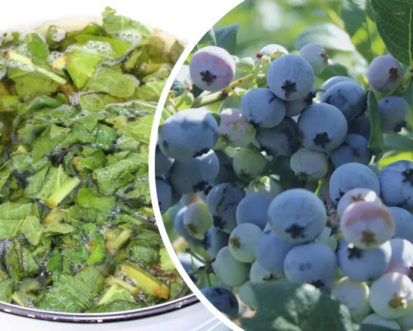 Naturalny nawóz do borówki amerykańskiej: gotujące się liście w garnku i dojrzałe owoce na krzaku.