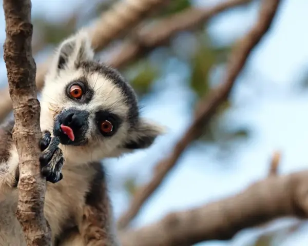 Zabawny lemur na Madagaskarze, wyciągający język. Styczeń to ciepła pogoda, idealna na takie psoty w drzewach.