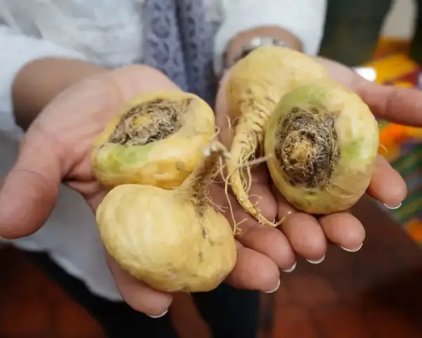 Mains tenant des racines de maca jaunes, certaines montrant des signes de pourriture, évoquant le danger de la maca mal conservée.