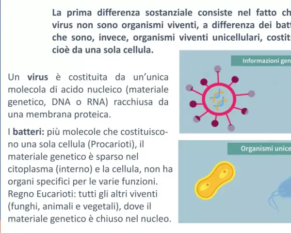 Illustrazione che mostra la differenza tra virus (organismo non vivente con materiale genetico) e batteri (organismi viventi unicellulari).