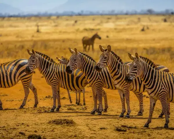 Stado zebr na tle sawanny. Kenia w styczniu to idealny czas na obserwację tych majestatycznych zwierząt w ich naturalnym środowisku.