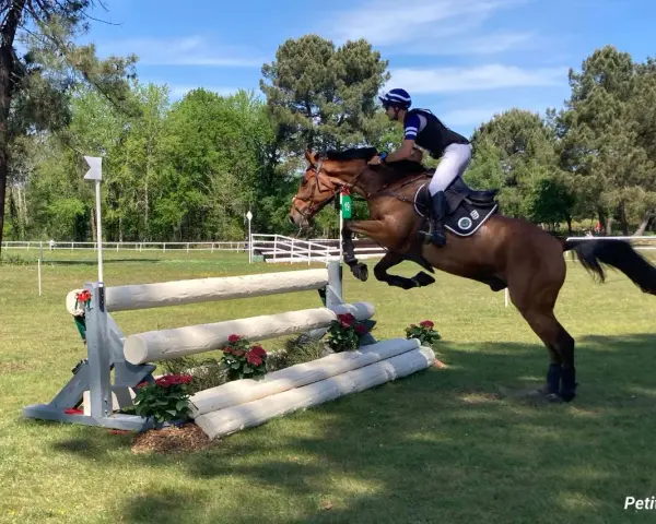 Un cavalier et son cheval brun franchissent un obstacle en bois lors d'une compétition de sports équestres.
