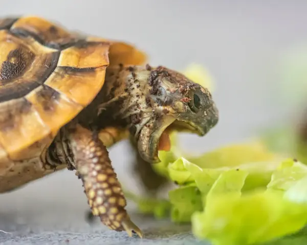 Czym żywią się żółwie lądowe i jak uniknąć błędów w diecie