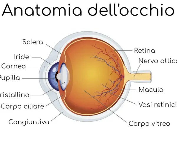 Sezione trasversale dell'occhio umano, che mostra le sue parti interne come la retina, il nervo ottico e il cristallino.