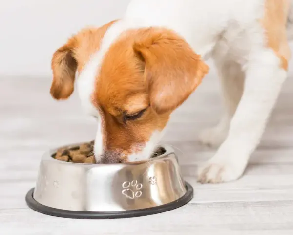 Un chien glouton savoure ses croquettes dans sa gamelle en inox décorée de pattes.