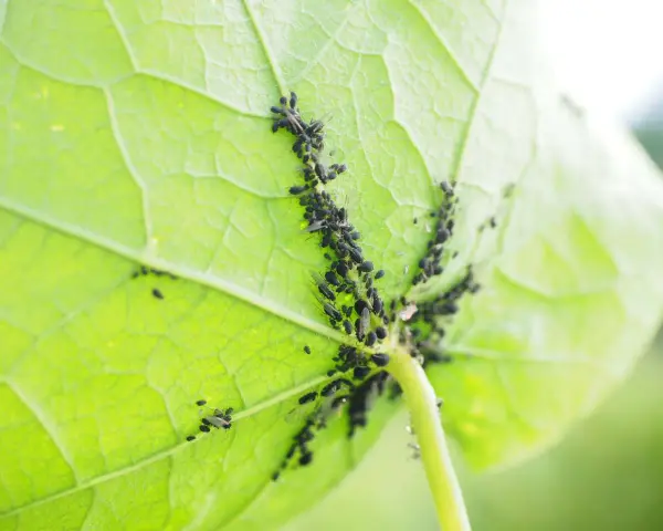 Un gruppo di afidi neri si aggrappa alla parte inferiore di una foglia verde brillante, succhiandone la linfa.