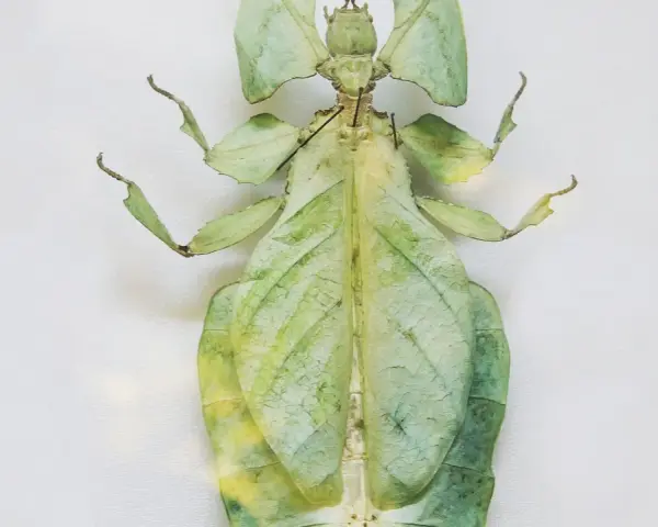 Insecto palo verde, un maestro del camuflaje entre las hojas. Estos animales que se camuflan son fascinantes.