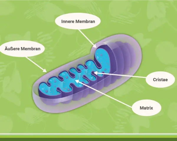 Der **Mitochondrien Aufbau**: Äußere und innere Membran, Cristae und Matrix sind klar dargestellt.