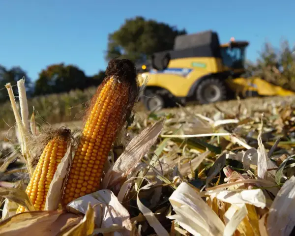 Zbliżenie na dwie kolby kukurydzy na polu, w tle żółta maszyna rolnicza. To znak, że nadszedł sezon na kukurydzę.