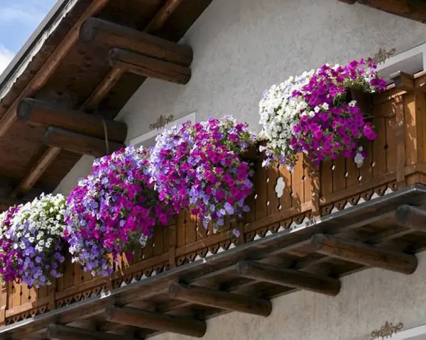 Kwiaty zwisające na balkon wieloletnie w odcieniach bieli, fioletu i różu tworzą kaskadę barw na drewnianej balustradzie.