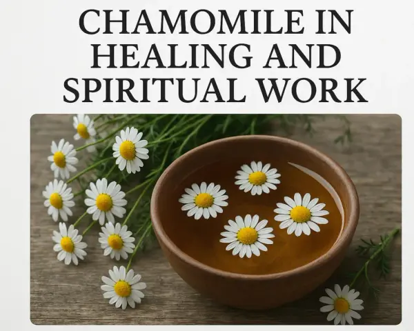 Chamomile flowers float in a wooden bowl of tea, symbolizing peace and healing. The chamomile spiritual meaning is often associated with calm and gentle energy.