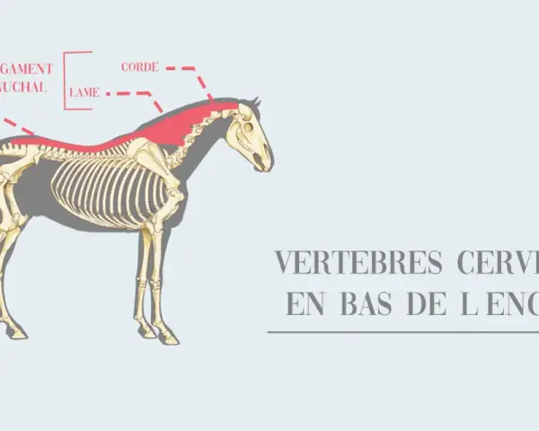 Anatomie du cheval : le ligament nuchal, la lame et la corde, situés en bas de l'encolure, sont mis en évidence sur le squelette.